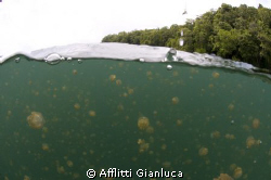 jellyfish grazing by Afflitti Gianluca 